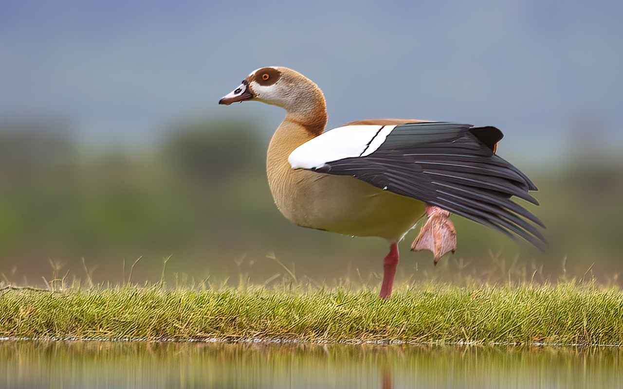 Egyptian Goose